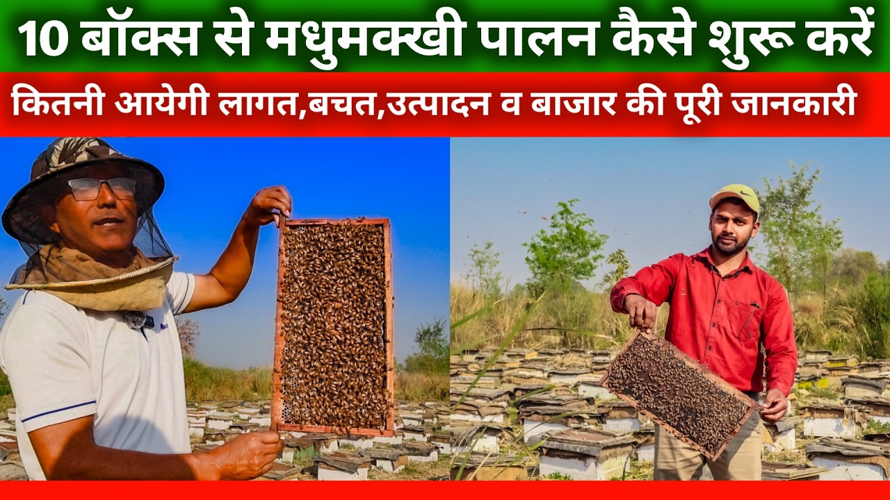 10 बॉक्स से मधुमक्खी पालन कैसे शुरू करें? कितनी लागत ? कितनी कमाई? क्यों हो रहा  नुकसान? BEE KEEPING