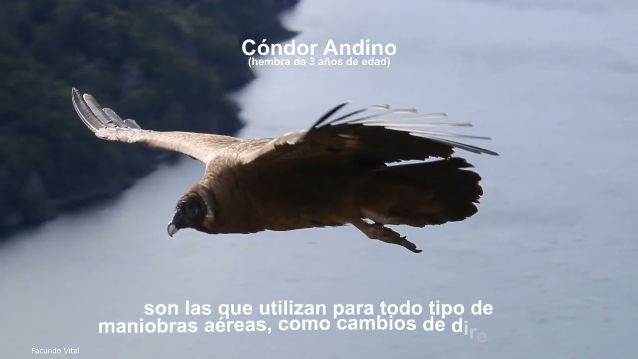 Cóndor volando - plumas timoneras