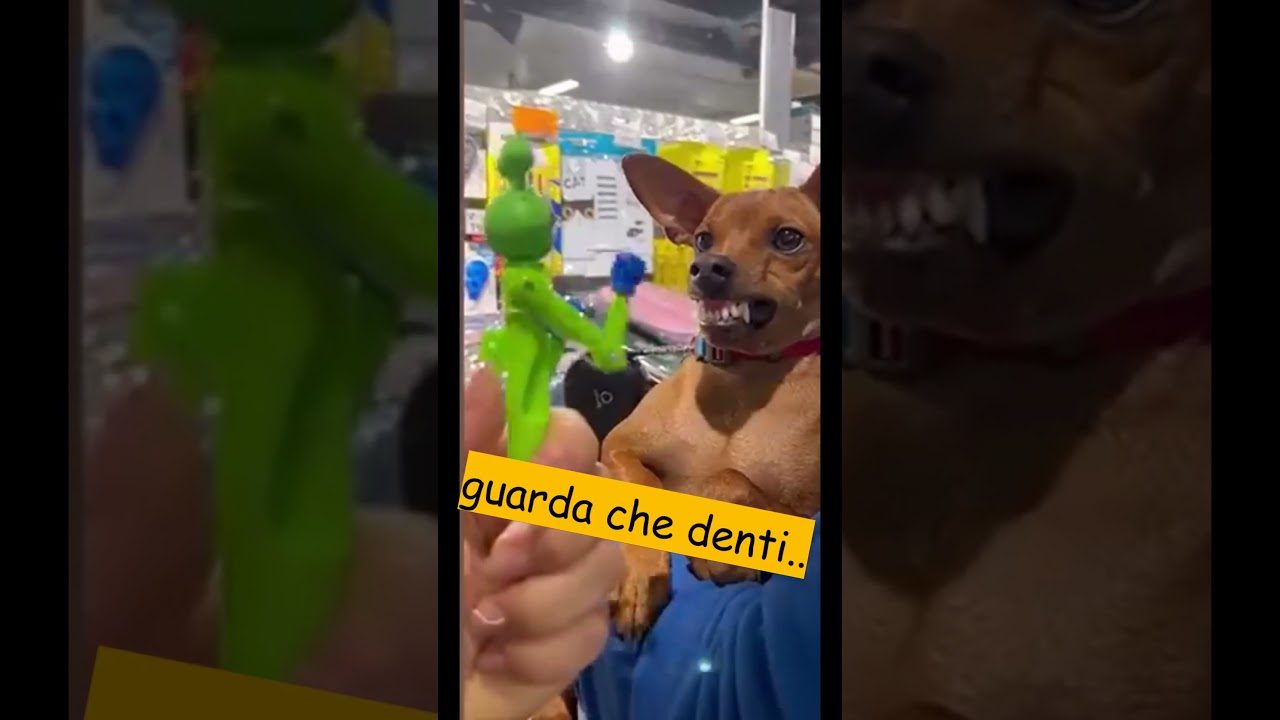CANE ARRABBIATO !!
