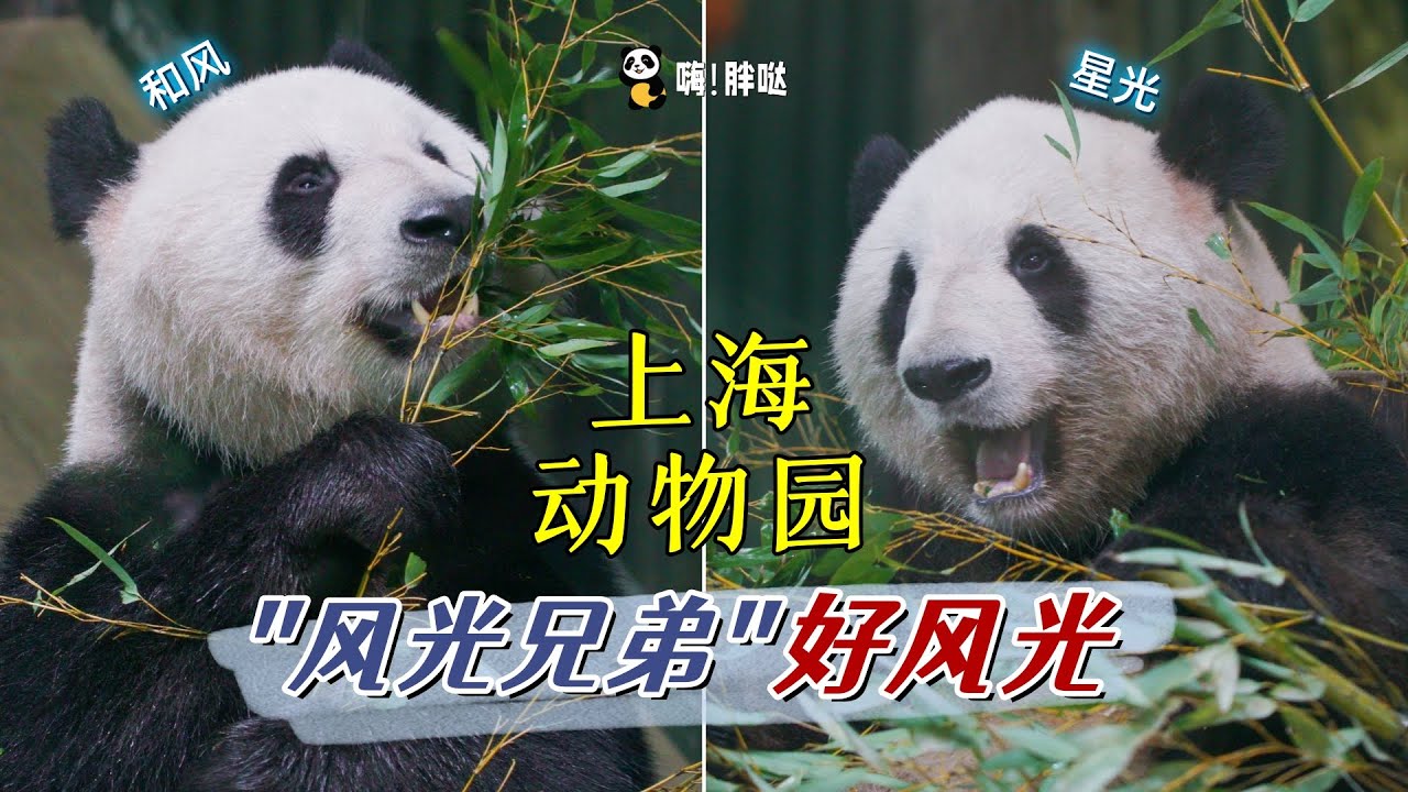 星光、和风“风光”兄弟好风光，《嗨！胖哒》上海动物园感受“风光”兄弟的超高人气