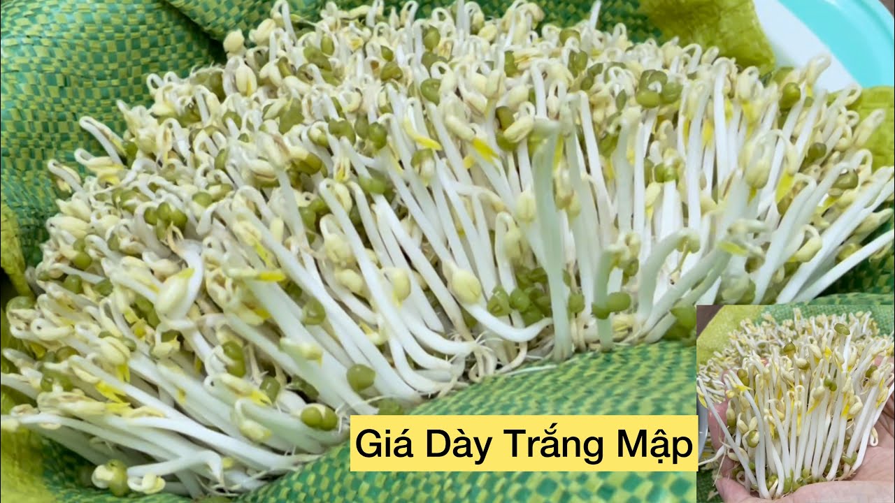 Cách Làm Giá Trắng Mập Dày Tại Nhà Bằng Bao Tải Gạo Rất Dễ