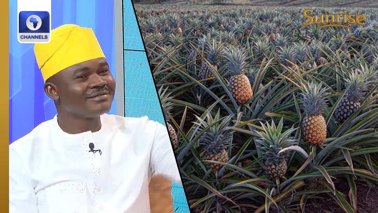 CEO, Davidorlah Farm Discusses Investment In Pineapple Farming