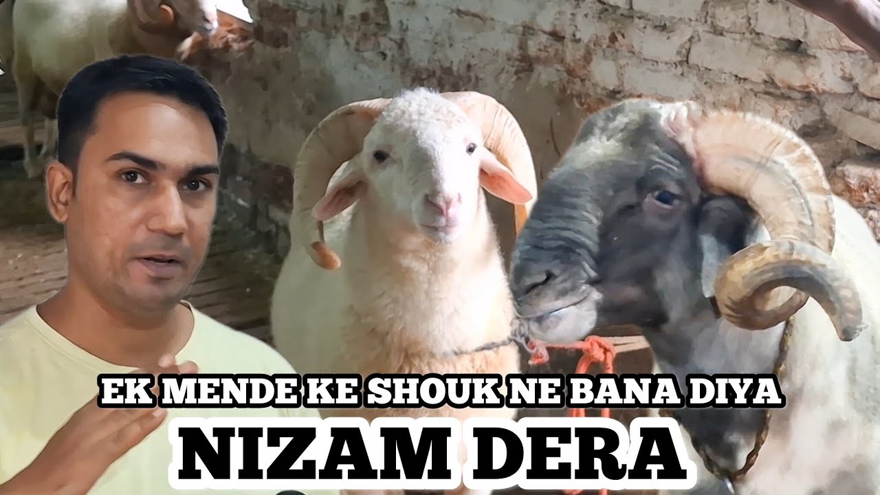 KAISE BANA NIZAM DERA 🐑💯💯 BACHPAN KA SHOUK ⛹️NE BANA DIYA NIZAM DERA 🐐  #nizamdera #bhiwandi