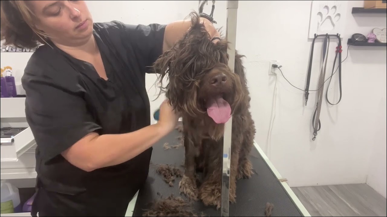 Matted doodle gets a haircut