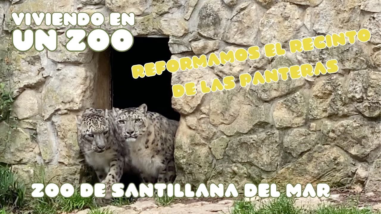 Viviendo en un zoo: Reformamos el recinto de las panteras | Zoo de Santillana