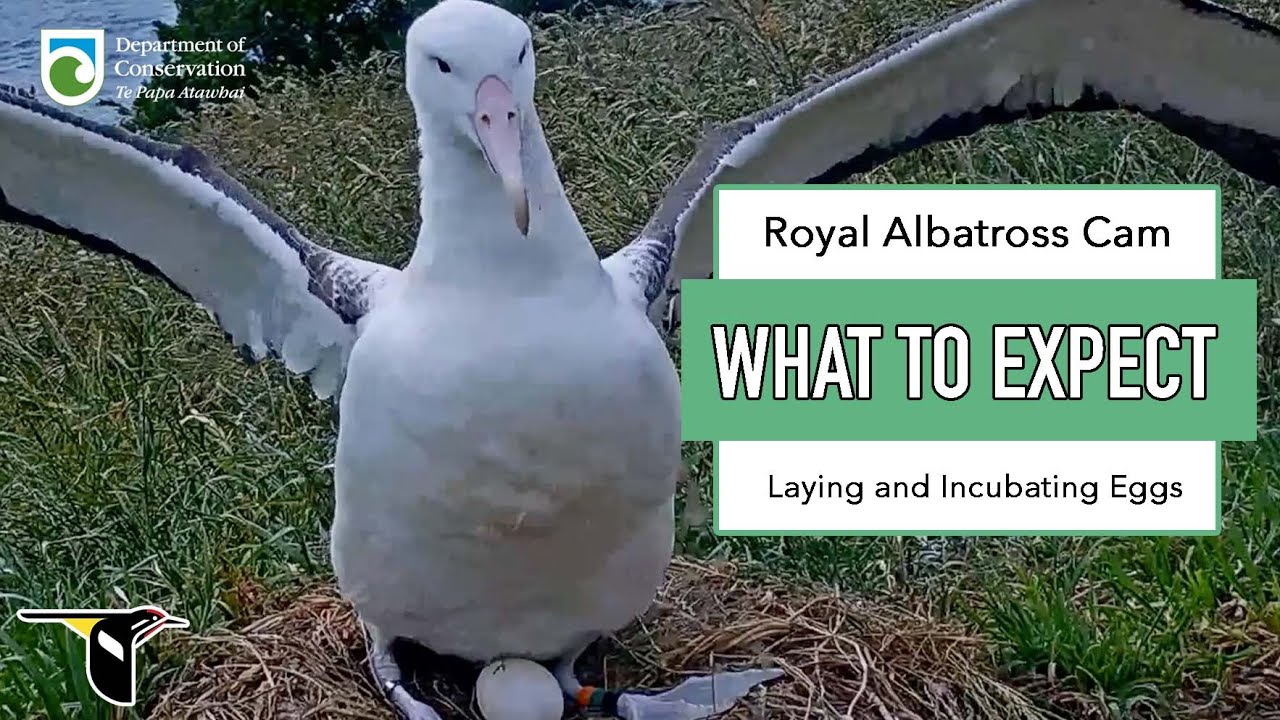 What To Expect On The Royal Albatross Cam: November–December | Laying And Incubating Eggs