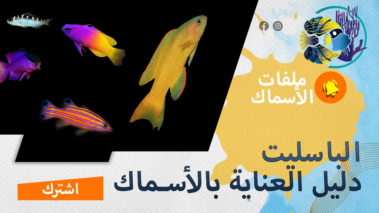 ملفات الأسماك: دليل العناية بأسماك الباسليت