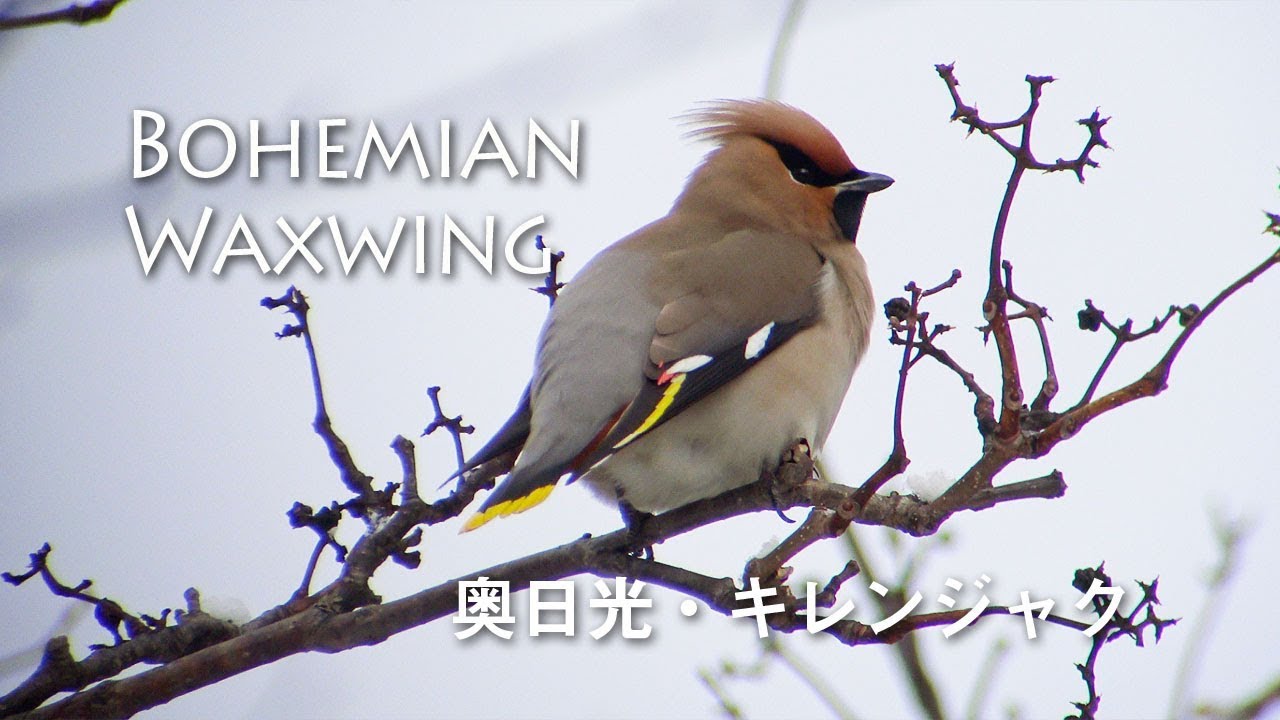野鳥撮影・ キレンジャクの鳴き声・雪の中のキレンジャク・野鳥観察