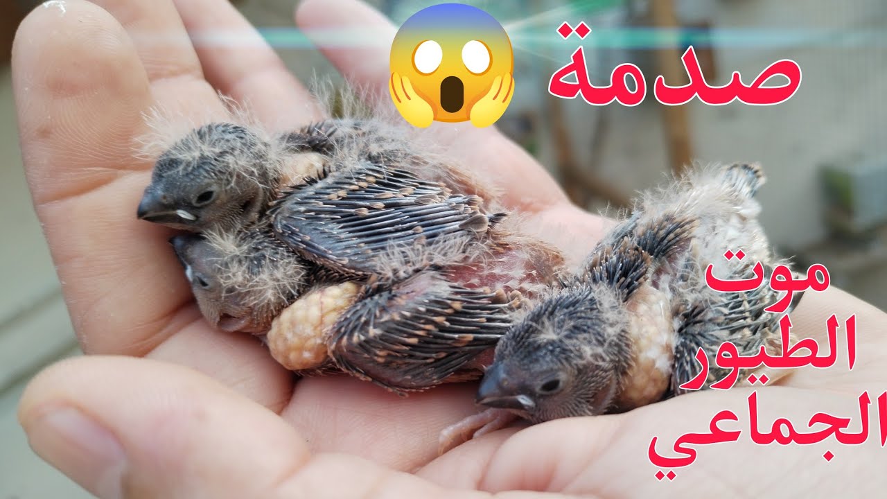 موت الطيور الجماعي 😱 خسائر الموسم
