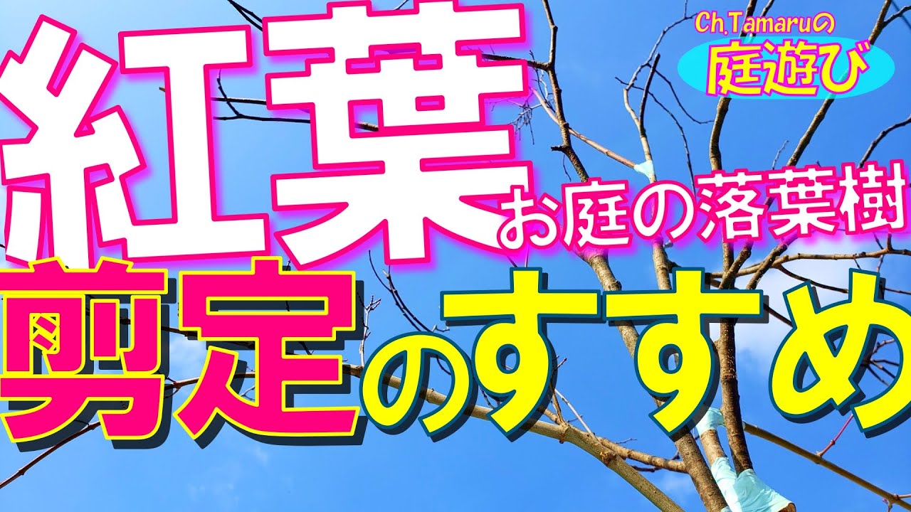 【紅葉・モミジの剪定】庭木・シンボルツリー・落葉樹・常緑樹の剪定を分かりやすく解説。CODIT論・バークリッジ剪定法。樹高を下げたり、幅を詰めるなど、庭木を小さくコンパクトに管理したい方に。剪定適期。