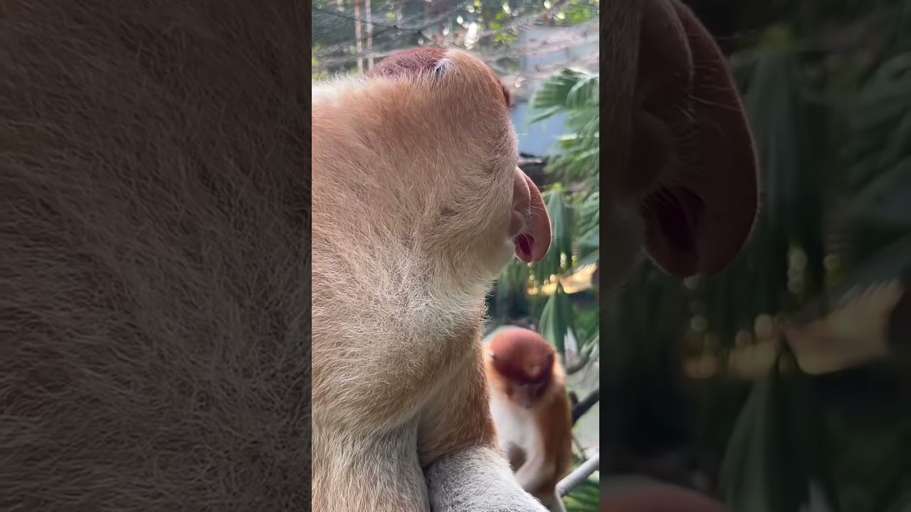 Mischievous Monkey Moments