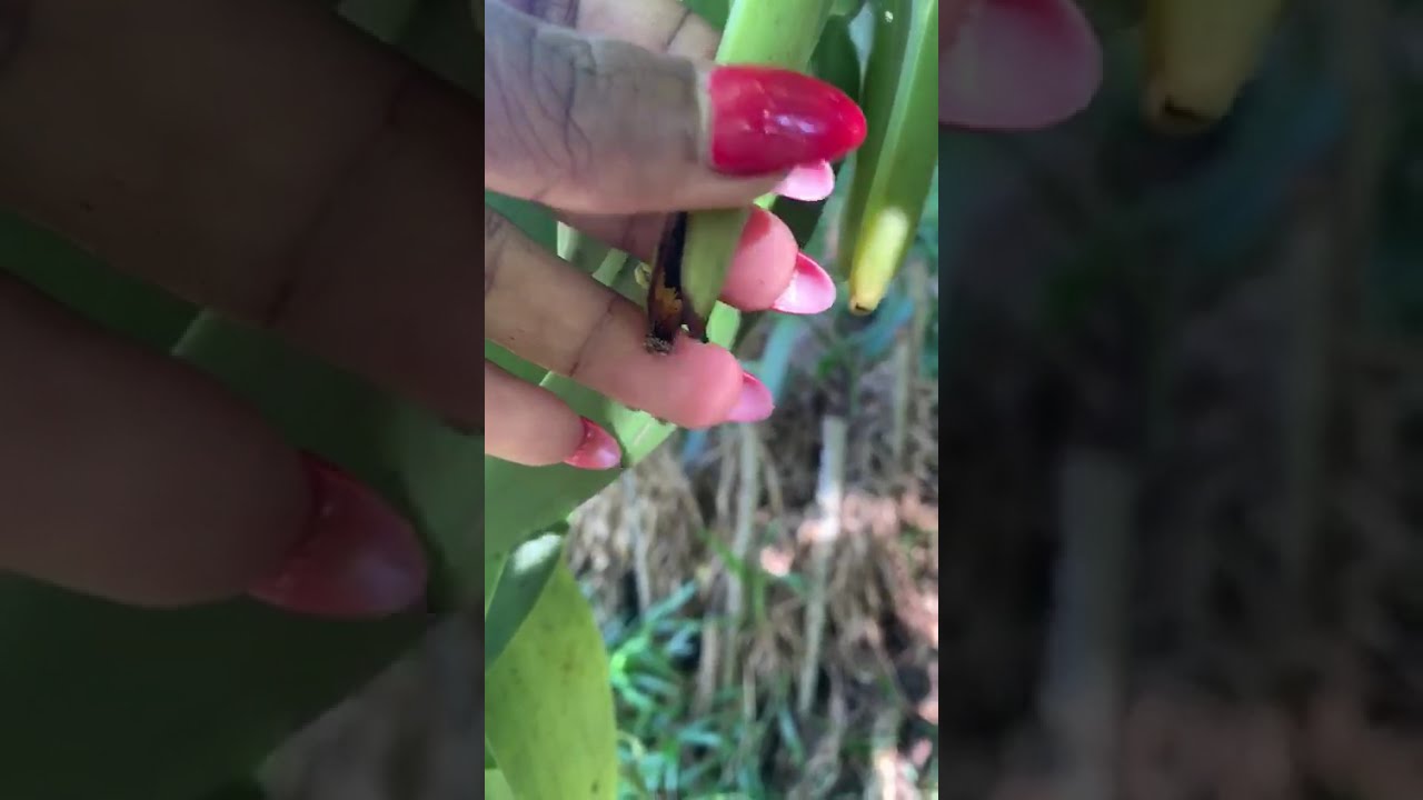 Récolte de la vanille au mois de mai, pourquoi certaines sont fendues...