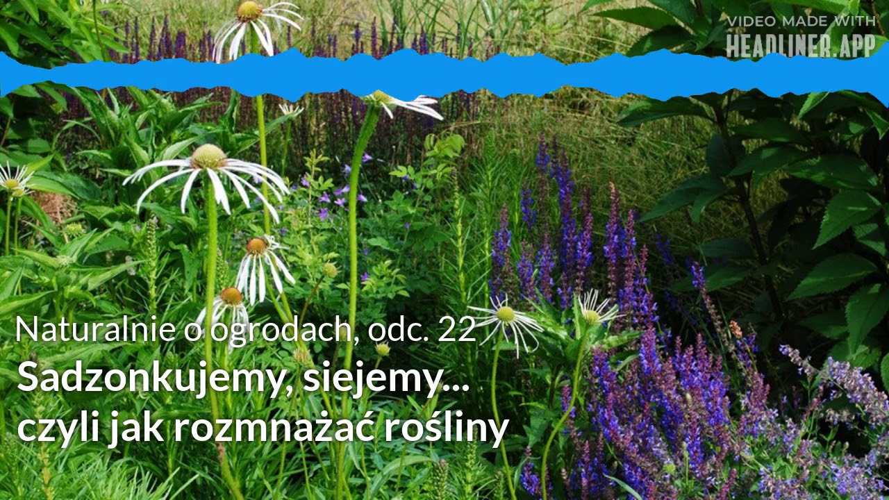 NoO 22: Sadzonkujemy, siejemy… czyli jak rozmnażać rośliny