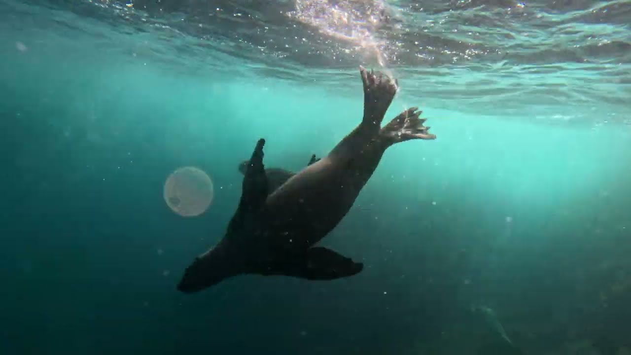 Wrecks & Sea Lions of San Diego with Waterhorse Charters October 2024