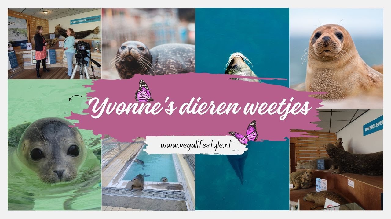 Yvonne's dierenweetjes zeehonden