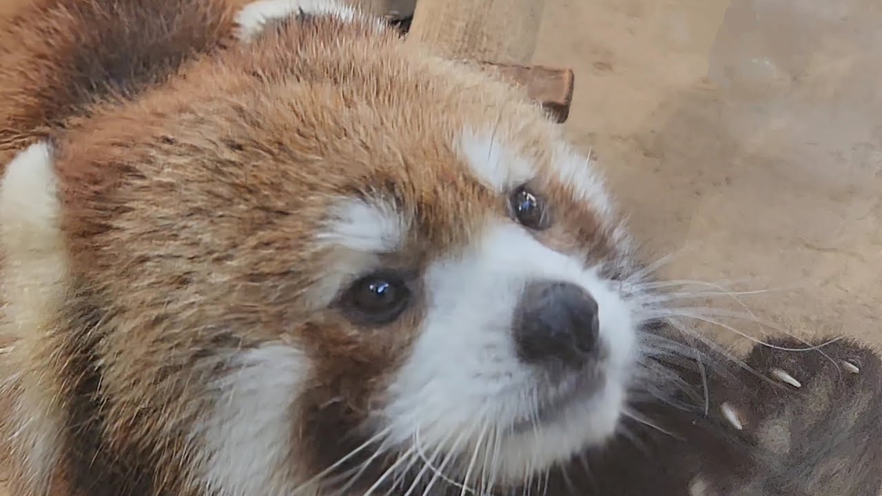 【サムネは誰でしょう？西山動物園レッサーパンダ】～Nishiyama Zoo red pandas～