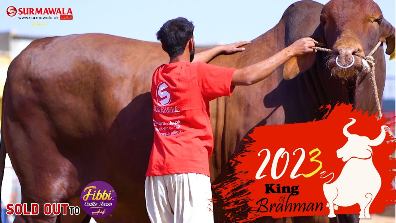 Surmawala Cattle Farm | King of Brahman bull | Cattle Farm in Karachi |  Witness of a True Icon