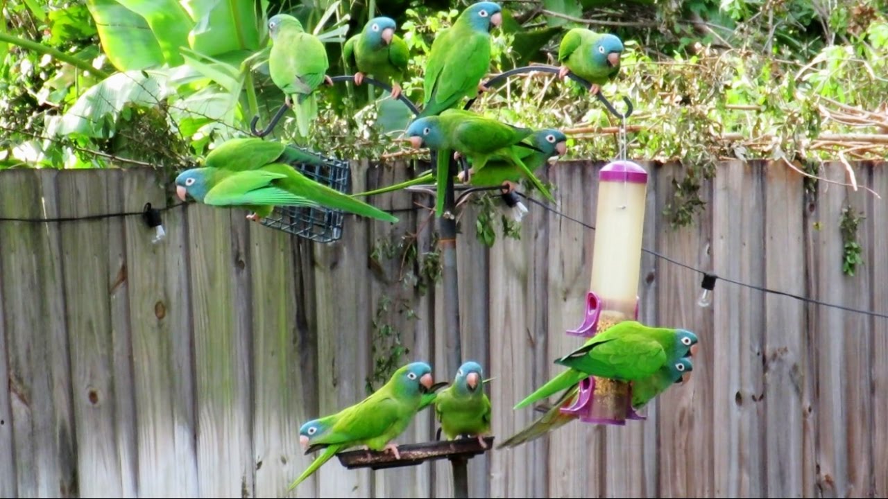 Wild Parakeets - Blue Crowned Conures Visit Birdfeeders