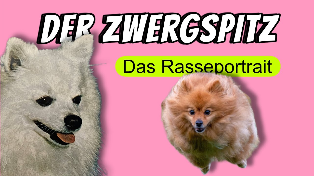 Der Zwergspitz/ Pomeranian - Der kleinste Deutsche Spitz im Rasseportrait