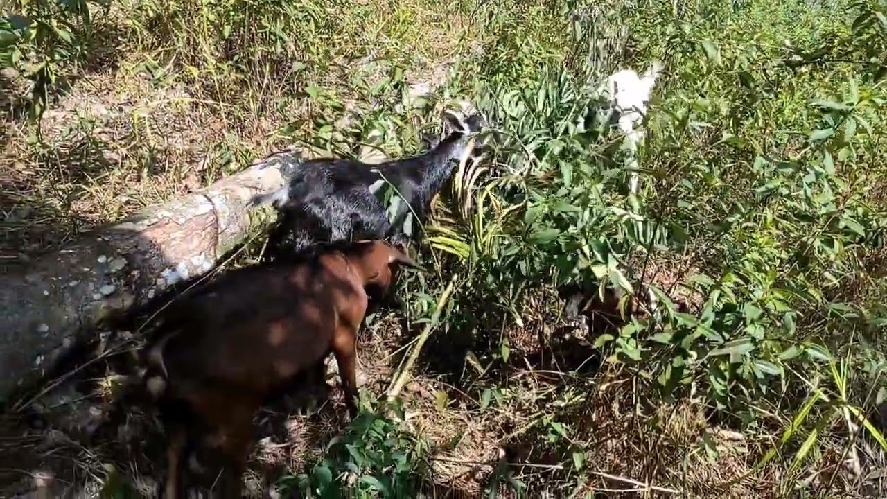 Ternak Kambing Semi Umbaran