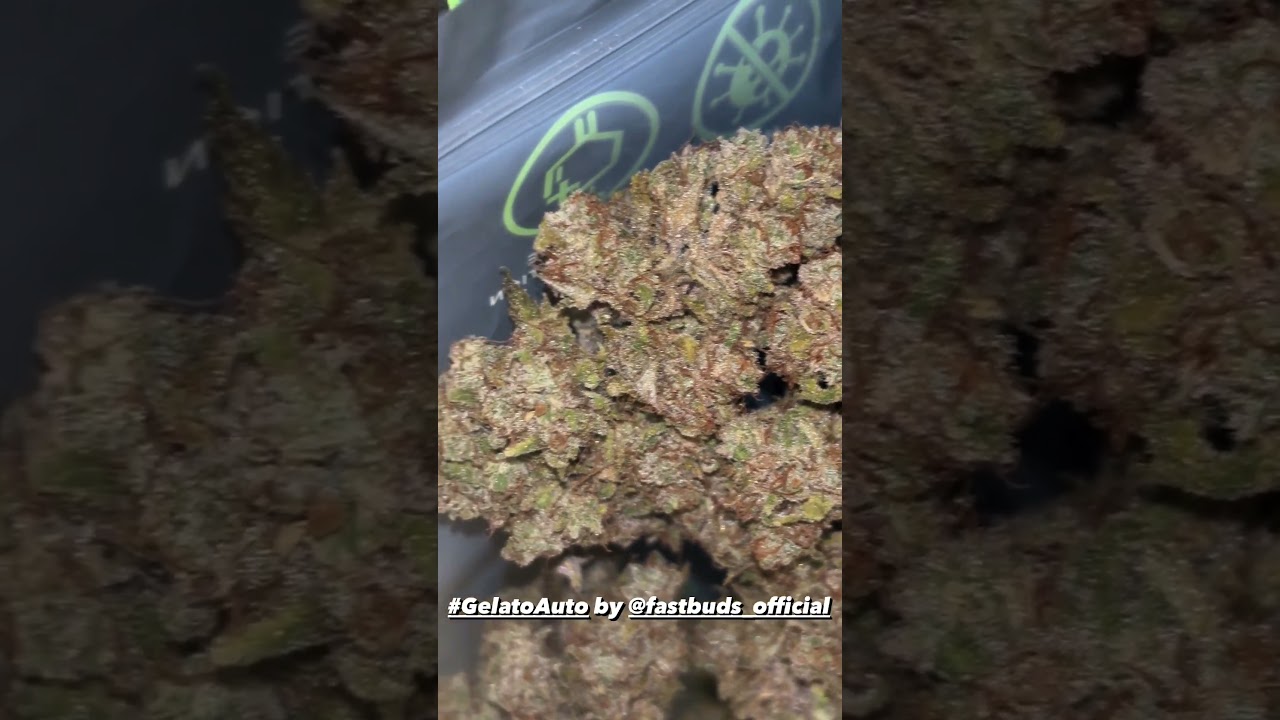 Gelato Auto 🍦 Fast Buds | Hybrid grown by blackforest grower