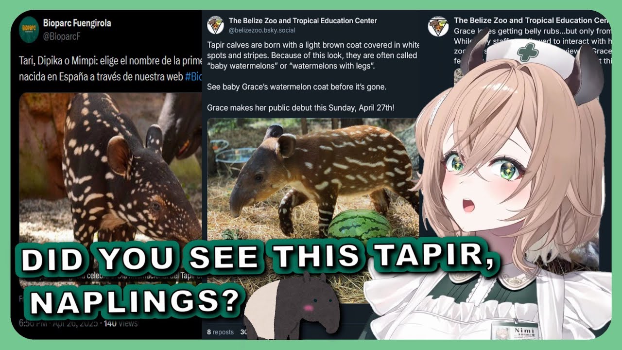 Nimi learns about World Tapir Day | Did you see this, Naplings? #3