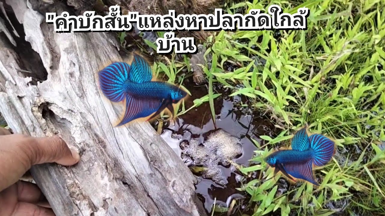 เยือนถิ่นเก่า