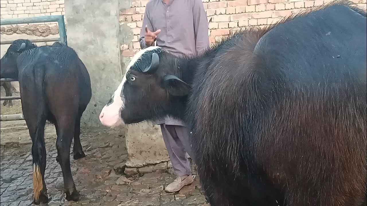 Watch pure Neeli buffalo for sale in Punjab Pakistan on YouTube..14..2..2026....03249304774