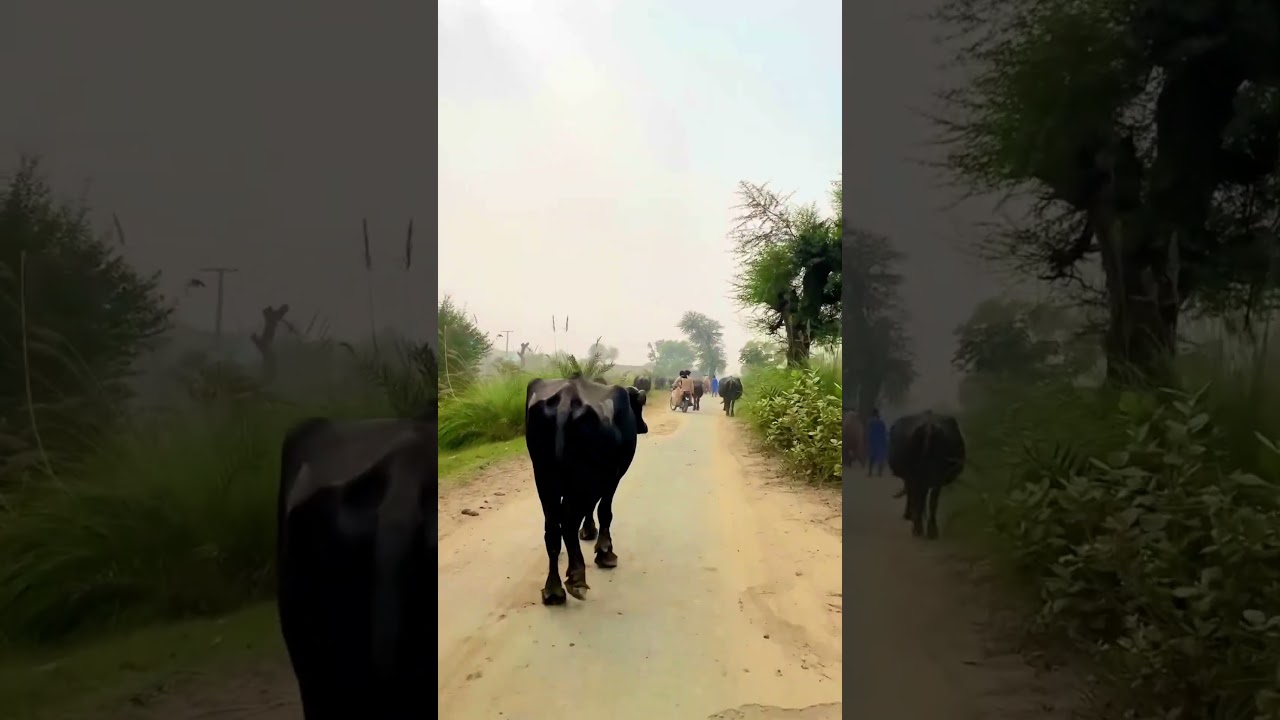 Village side,Buffalo Herd