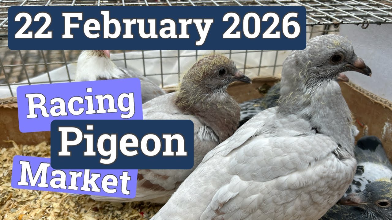Second Lier Racing Pigeon Market of 2026