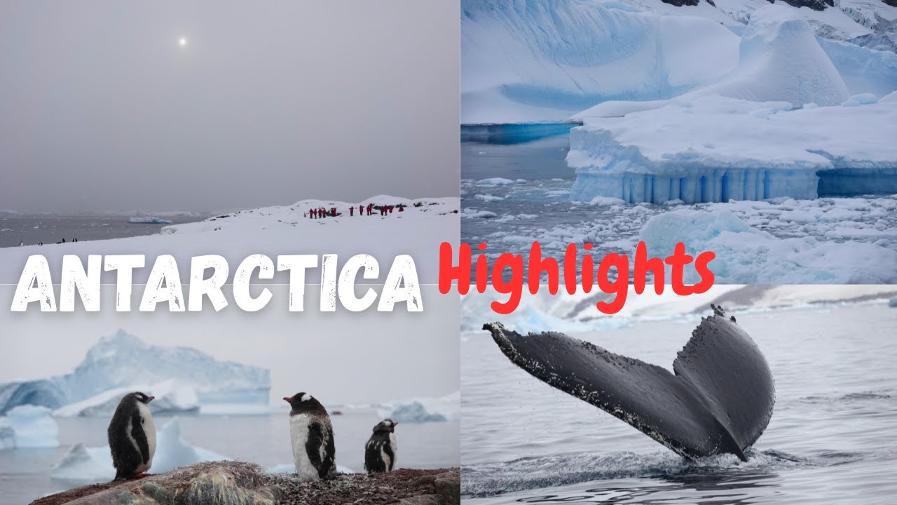 ANTARCTICA | YALOUR ISLANDS | CUVERVILLE  | PENGUINS | WHALES | SEALS