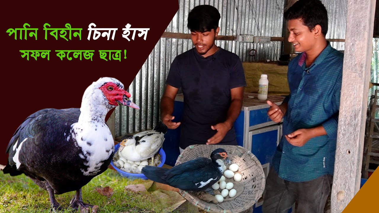 ব্যতিক্রম কলেজ ছাত্র বাড়ীতে দেশি মুরগি/চিনা হাঁস পালনে বেশ সফল - Murgi khamar || কৃষি ঘর