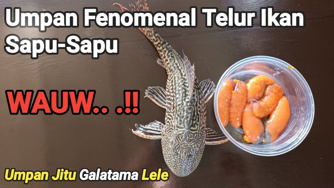 TELOR IKAN SAPU-SAPU || UMPAN JITU GALATAMA LELE
