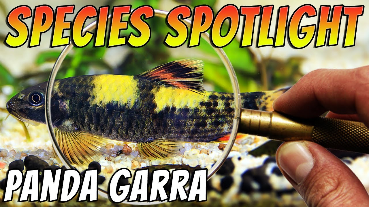 Poznaj zabawną Pandę Garrę, Garra flavatra &ndash; popularną rybę akwariową