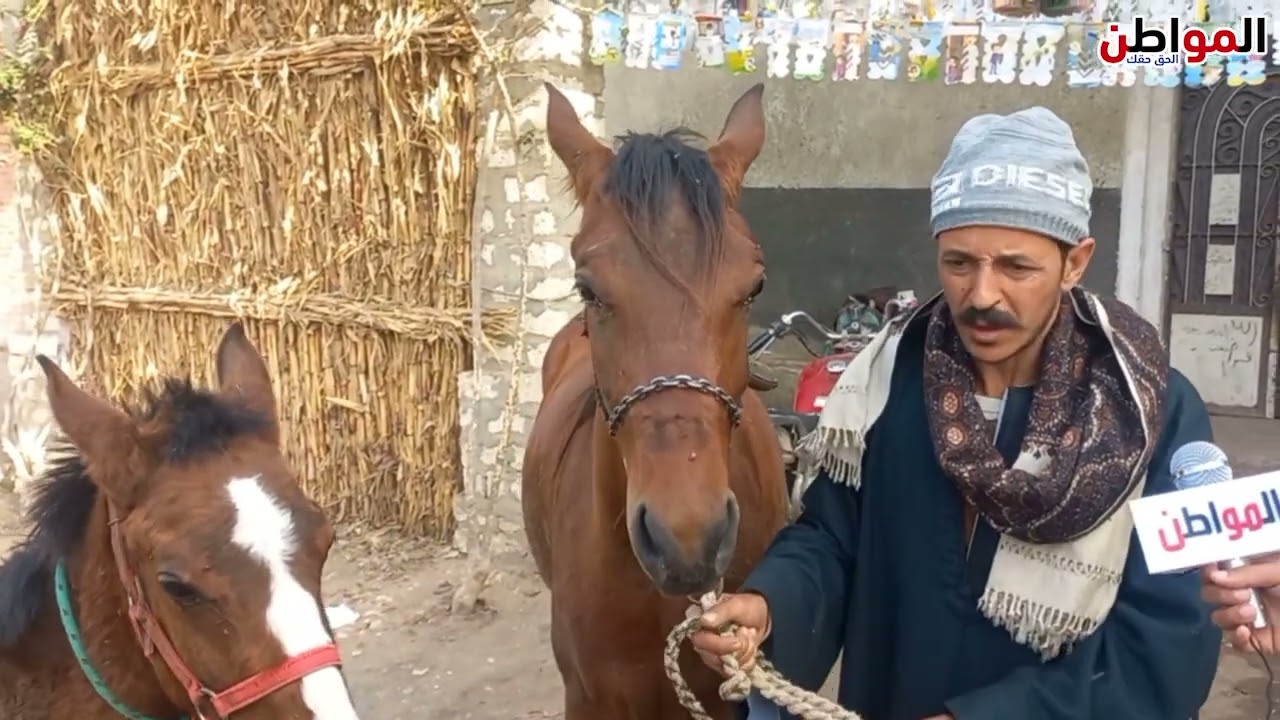 هواية تربية الخيل في أسيوط