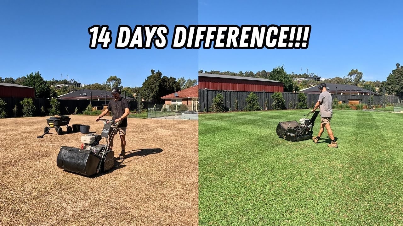 INSANE recovery // The keys to success for a late season lawn renovation