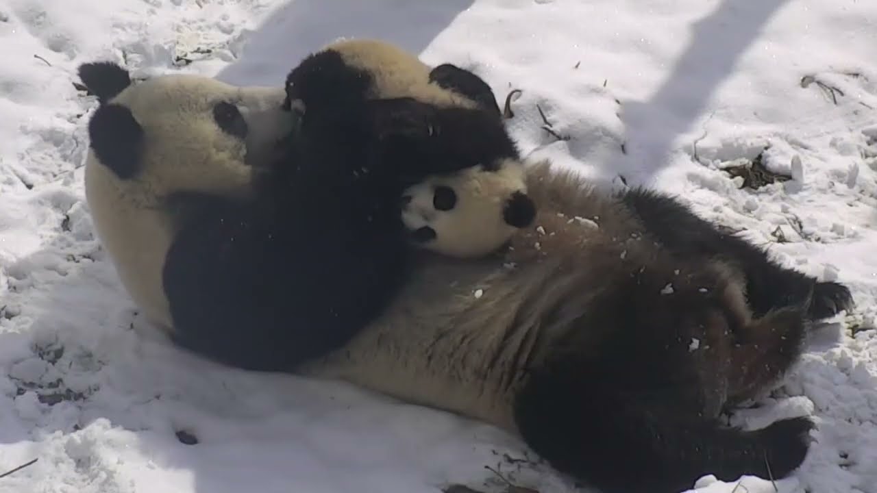 BABY PANDA  -  HUGS, CUDDLES and EPIC CUTENESS WITH MOM - SUPER ADORABLE!