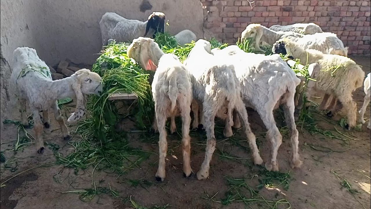 Returning home after shearing the sheep