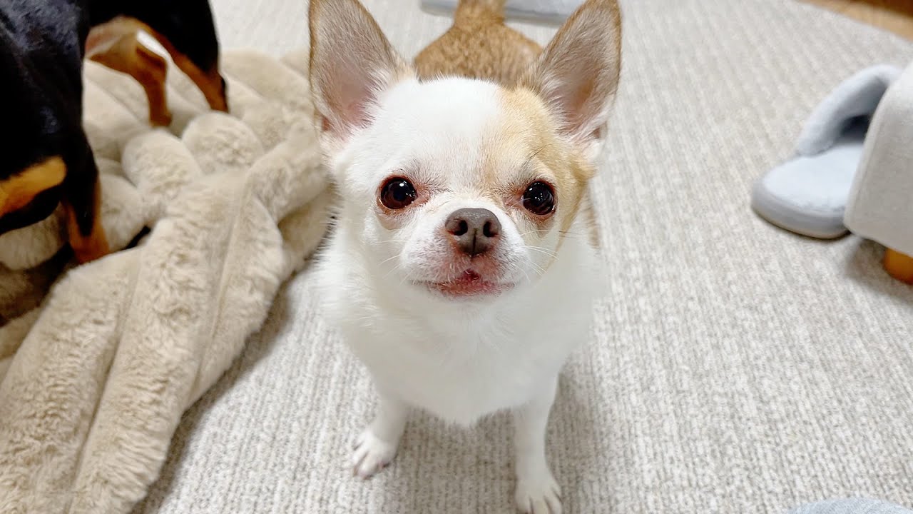 芋けんぴの食べ方がわからない7歳チワワさん