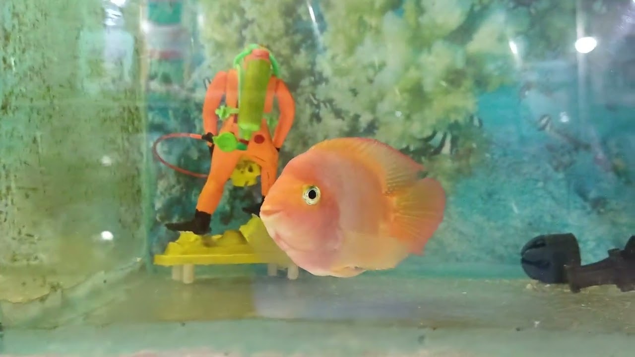 new king kong parrot fish #parrotfish #evryone (@creativelife8117)