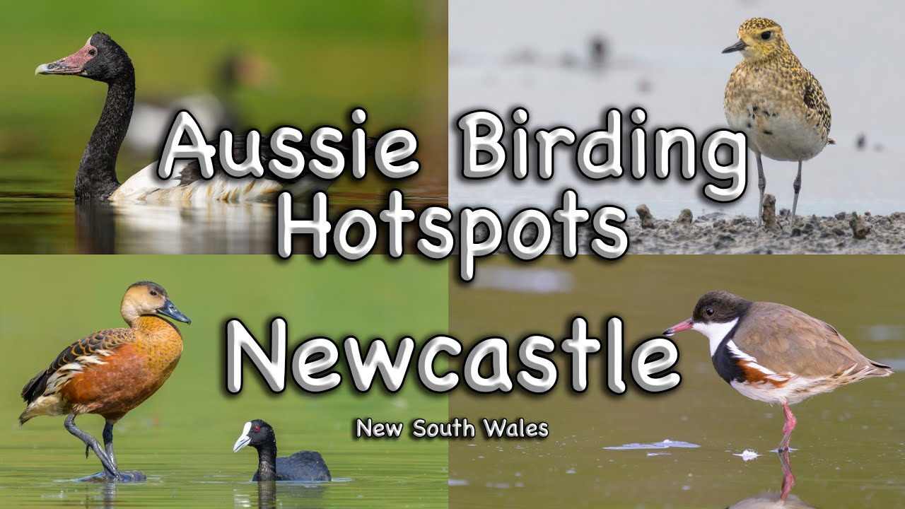 Aussie Birding Hotspots - Newcastle