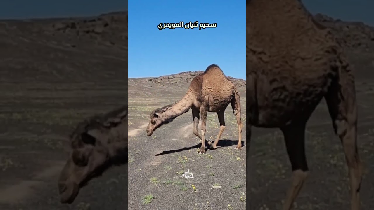 أبل سحيم ثنيان العويمري الرشيدي