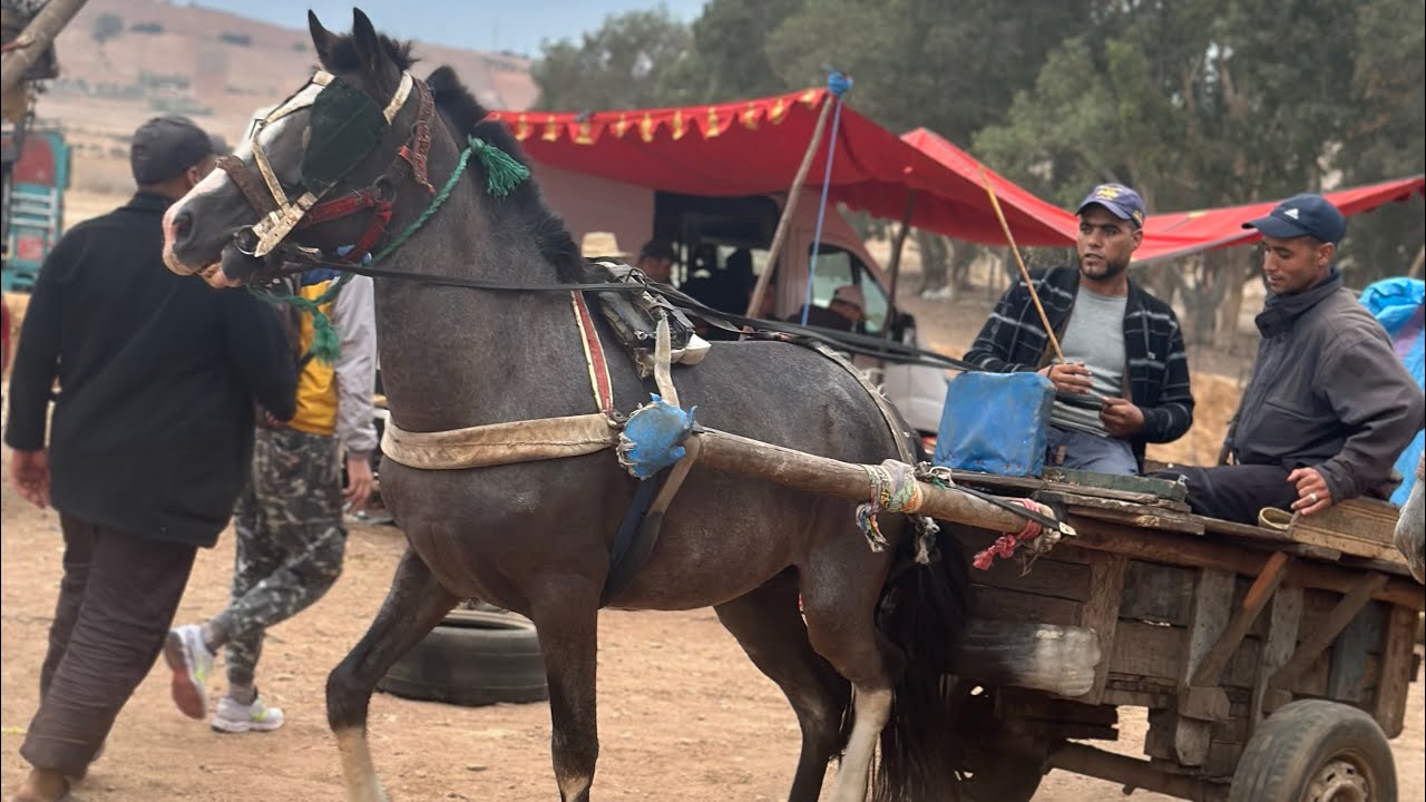 واقف مور عود حفضو الله خرجت سالمة مباشرة سوق خميس اثمنة الخيل و خروف و البقري