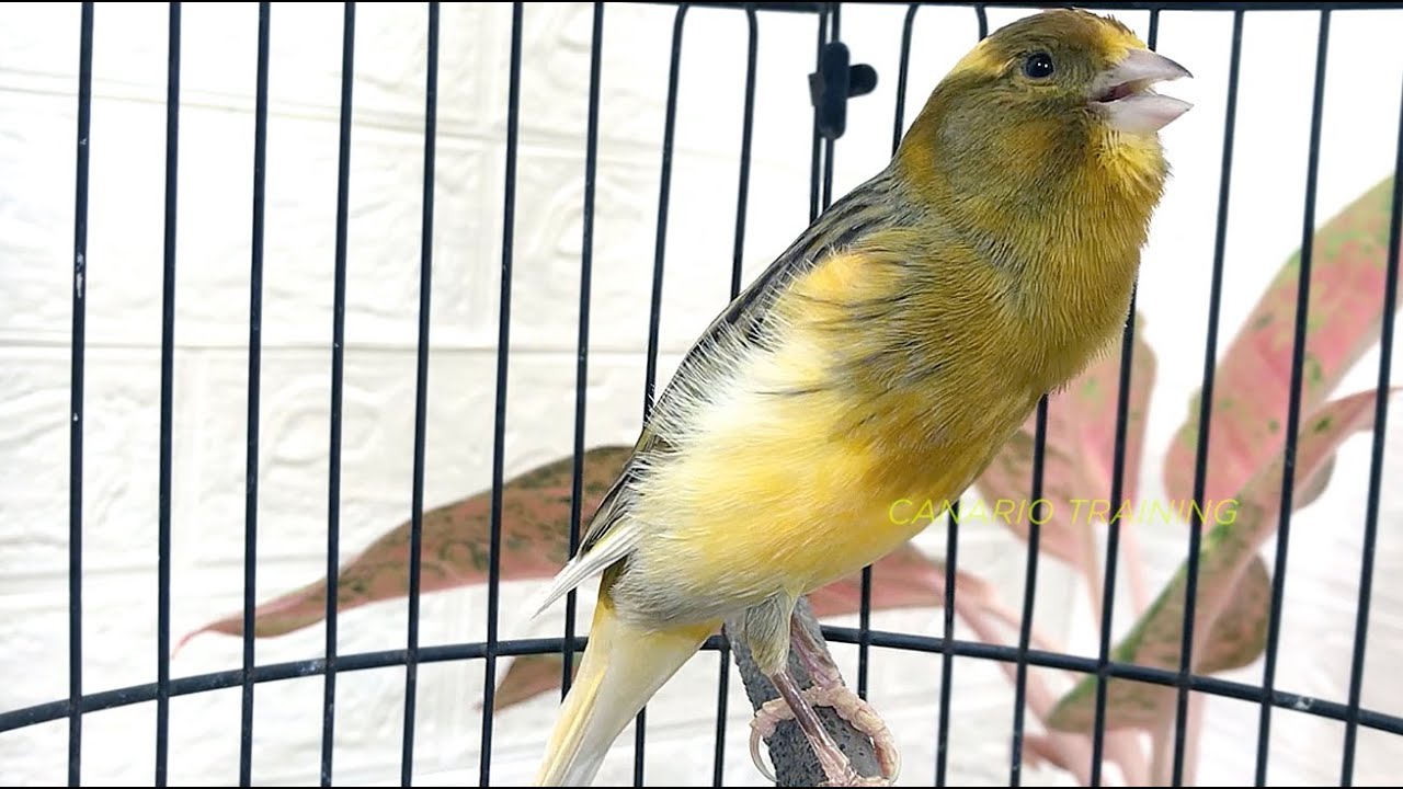 Treino Sonoro Para Canário Belga com Sons Naturais