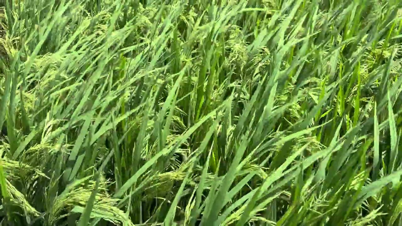120DAYS | KHARIF 2025 | KNM 1638| PADDY CULTIVATION | PRR | FARMLAND |