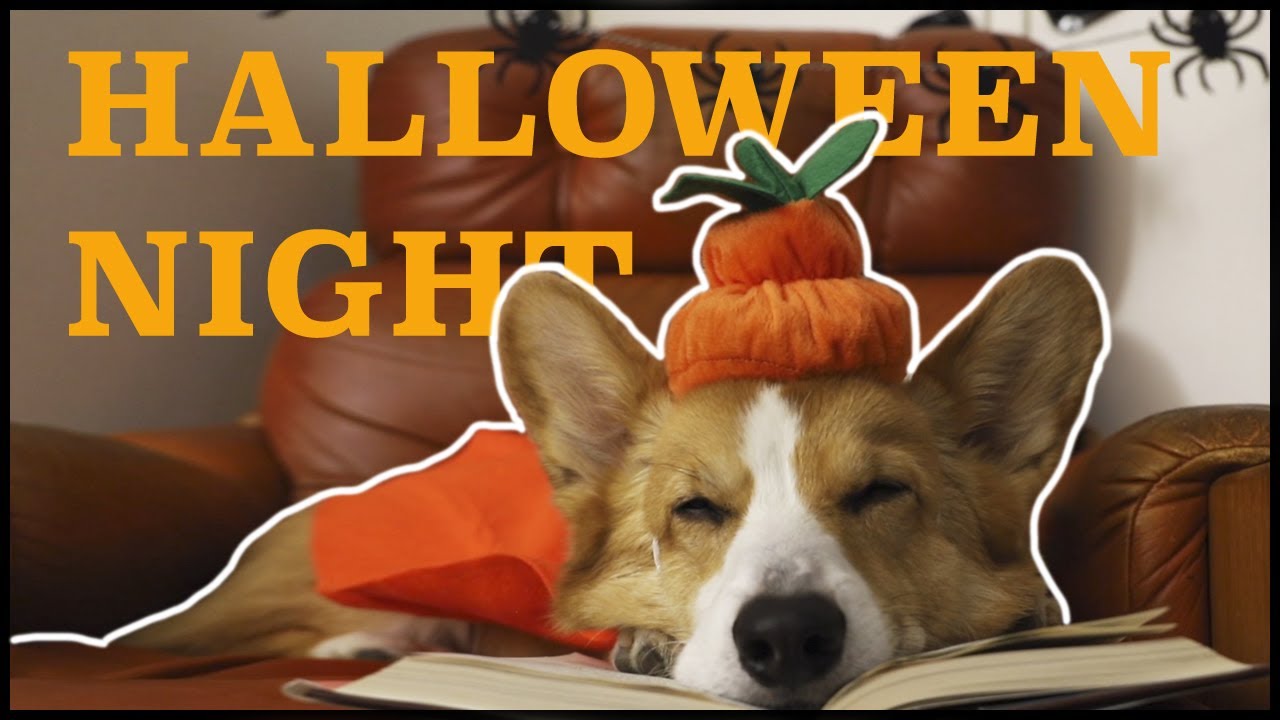 HAUNTED HALLOWEEN - Topi the Corgi