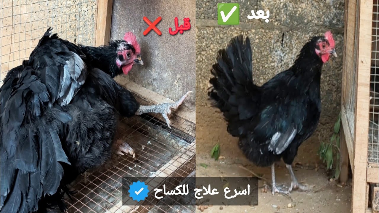 طريقه علاج شلل رجل الدجاج | الفراخ مش قادره تقف على رجليها 🤔