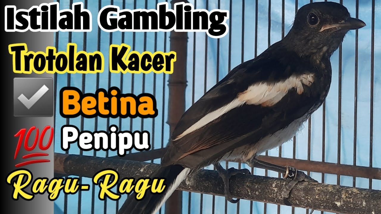 GAMBLING|| Jangan Mau tertipu Trotolan Kacer Betina,Pahami Untuk Ciri2 Gambling Jantan dan betina.