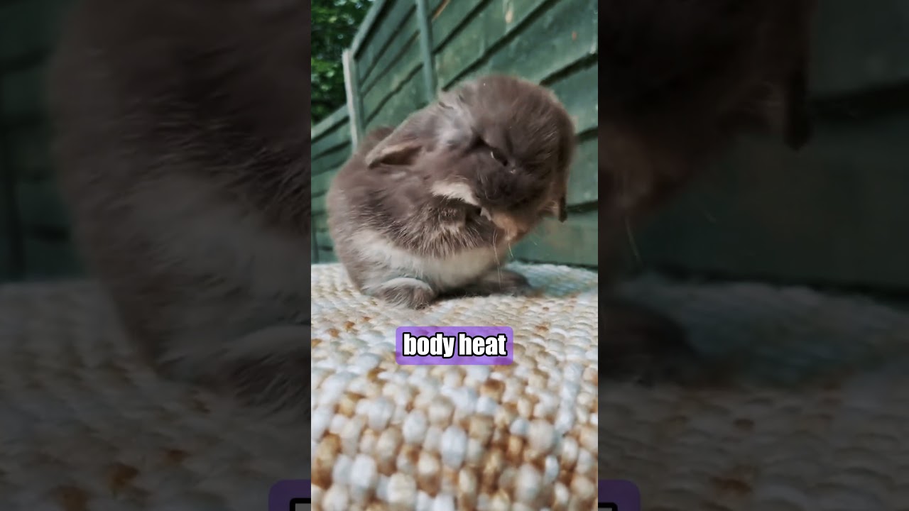 DON'T Keep Rabbits With Guinea Pigs! 🐇 #animals #nature