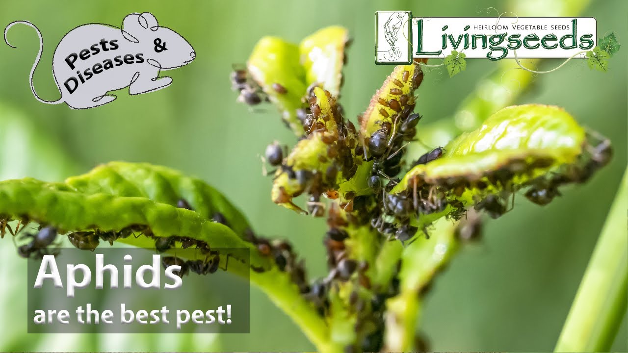 Aphids are the best pest!